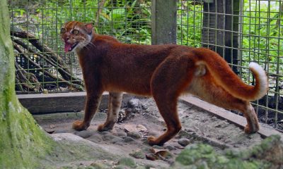 Kucing merah Kalimantan terekam kamera jebak di Taman Nasional Kayan Mentarang.