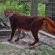 Kucing merah Kalimantan terekam kamera jebak di Taman Nasional Kayan Mentarang.