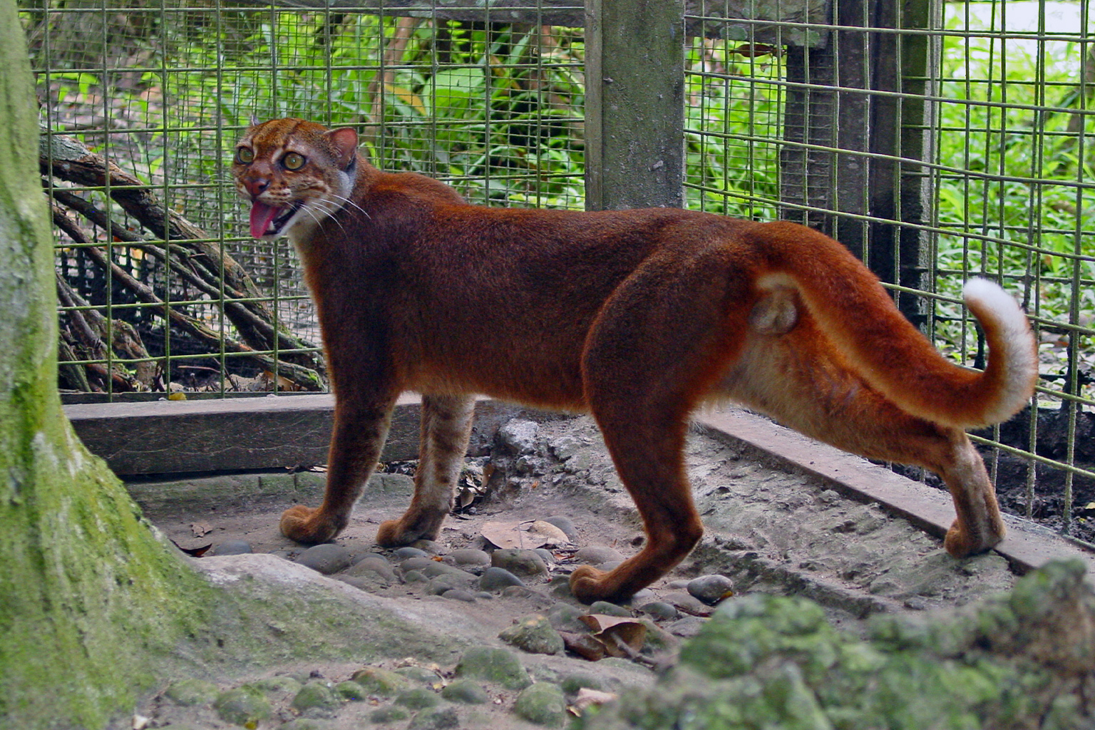 Kucing Merah Kalimantan Kembali Terekam di Alam Liar - Kemajuan Rakyat Kucing merah Kalimantan terekam kamera jebak di Taman Nasional Kayan Mentarang.