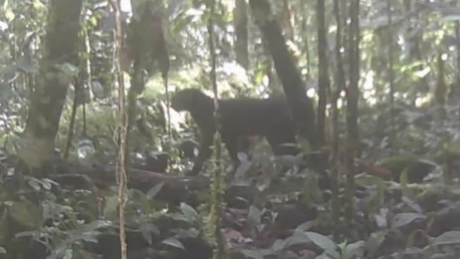Kucing Merah Kalimantan Kembali Terekam di Alam Liar - Kemajuan Rakyat Kucing merah Kalimantan terekam kamera jebak di Taman Nasional Kayan Mentarang